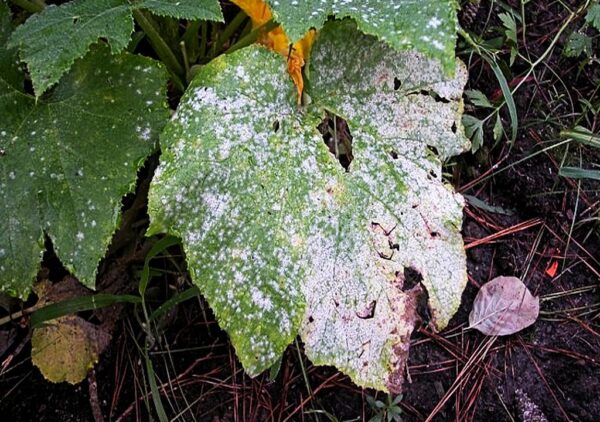 العفن الرمادي : – Grey Mold المسبب المرضي Botrytis cinerea