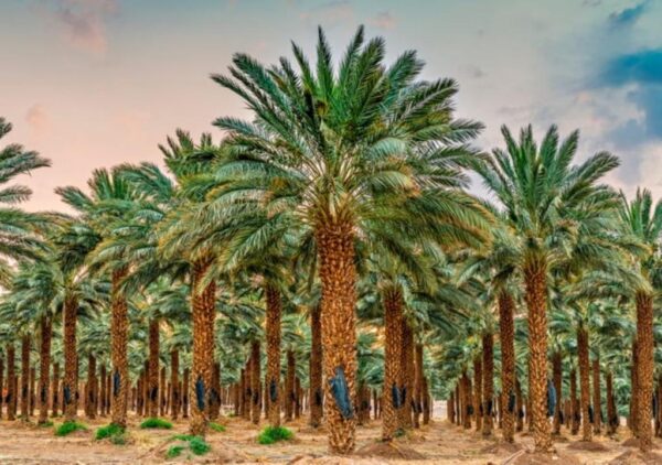 افات النخيل وطرق معلجتها في الجمهورية اليمنية